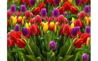 Spring Bouquet