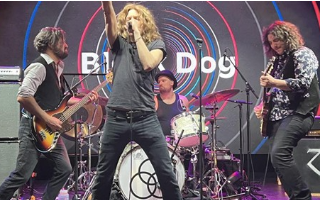 BLACK DOG